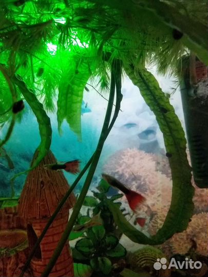 Аквариумные рыбки