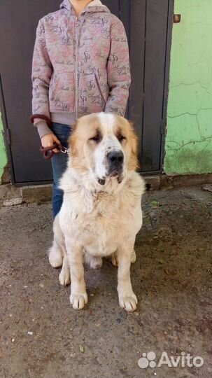 Щенки Среднеазиатской овчарки