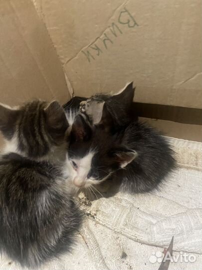 Котята в добрые руки