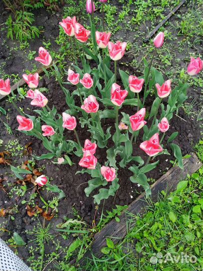 Ландыши садовые, рассада, букетики