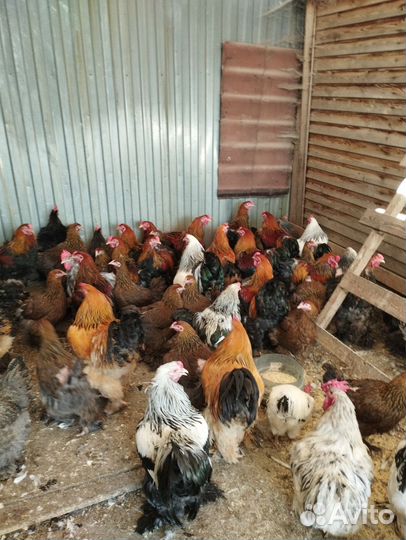 Куры и Петухи Брама, Кохи