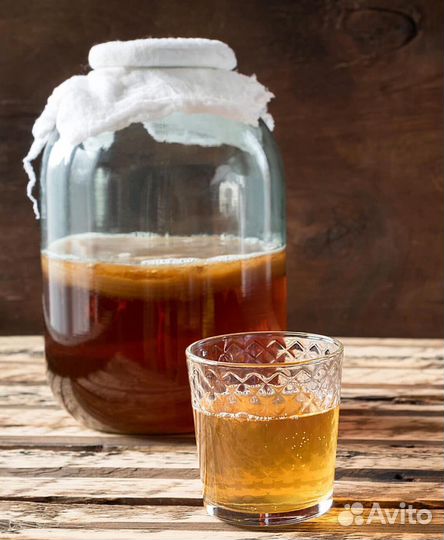 Чайный гриб бесплатно