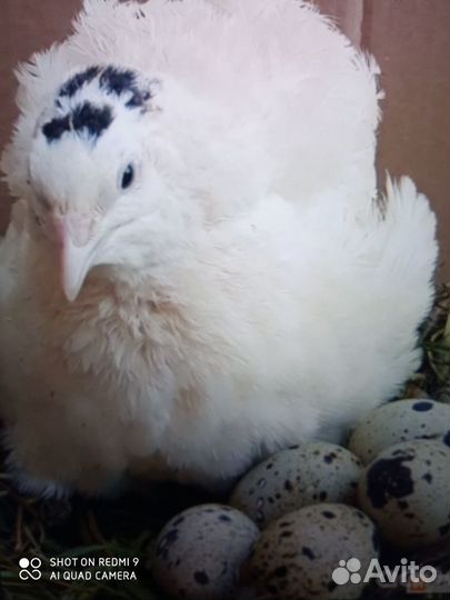 Перепелята техасцы