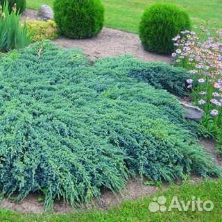 Можжевельник голубой 2 информация в описании