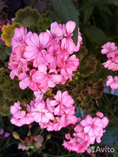 Пеларгония герань