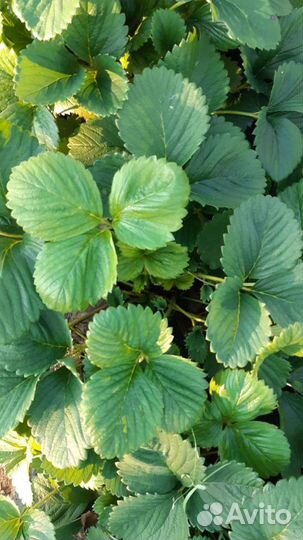 Рассада клубники альба