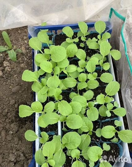 Рассада овощей и цветов