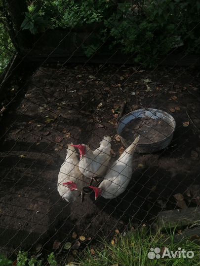 Куры несушки продам