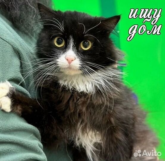 Маркиз ищет дом