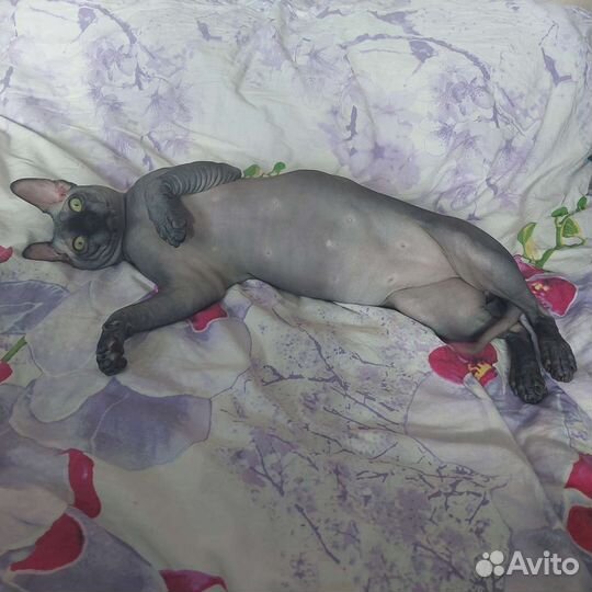Канадский сфинкс вязка