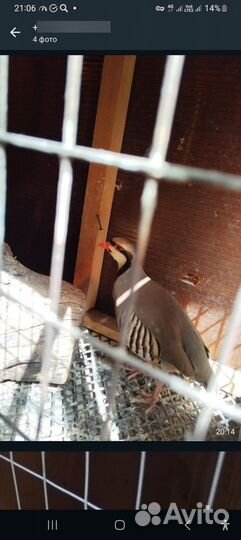 Продаю куропатка камень азиатский