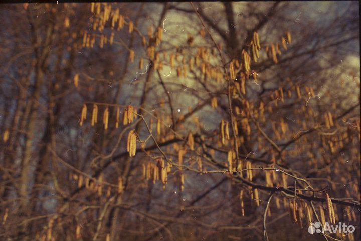 Пленка/ Фотоплёнка цветная 35мм Kodak Vision2 500T
