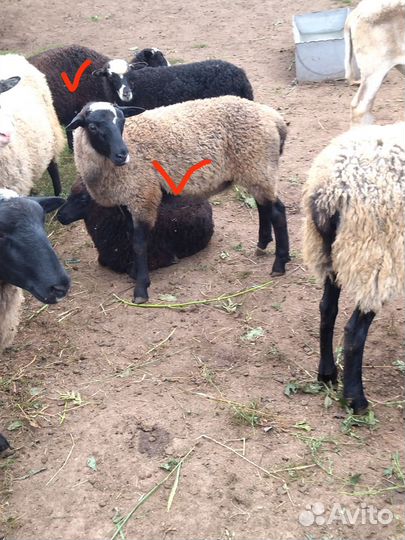 Романовские баранчики