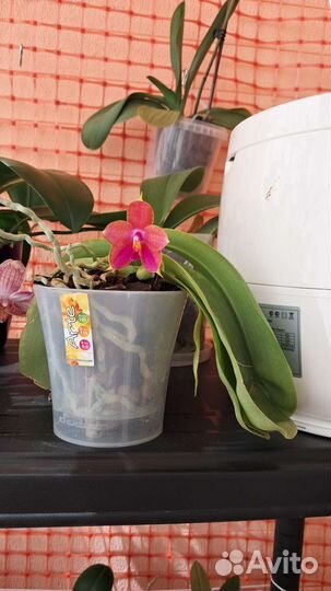 Фаленопсис,ароматный