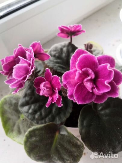 Фиалка сортовая взрослая