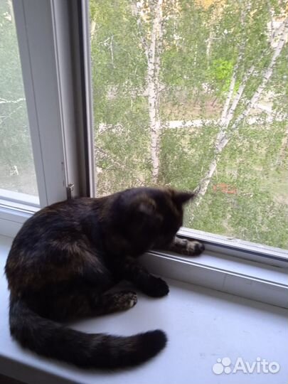 Отдам в добрые руки