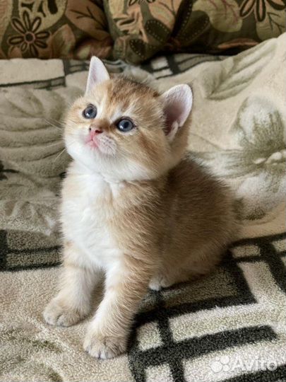 Супер котята золотые