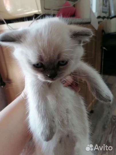 Кошки