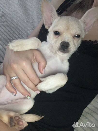 Щенок помчи