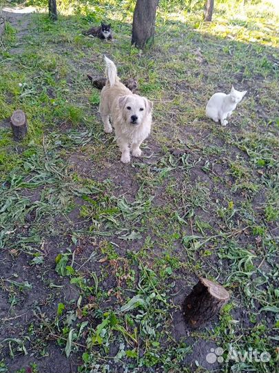 Собака в добрые руки