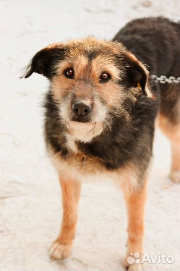 Собака в добрые руки бесплатно Долли