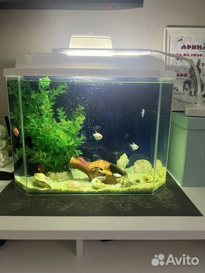 Аквариум с рыбками