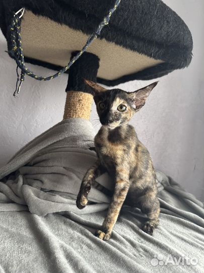 Ориентальные котята