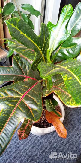 Комнатные цветы