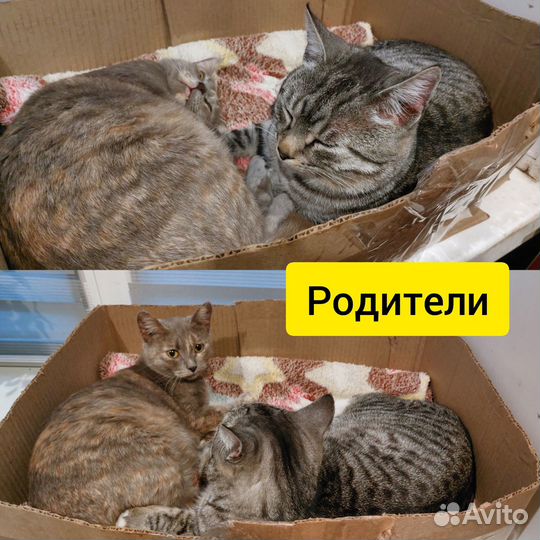 Котята в добрые руки