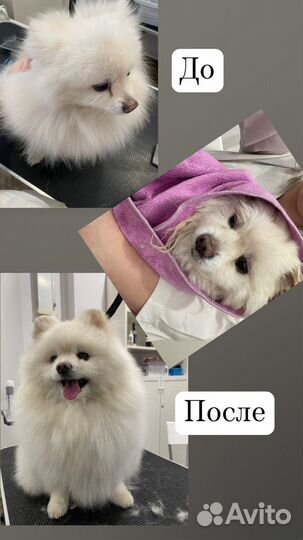 Груминг собак с выездом на дом