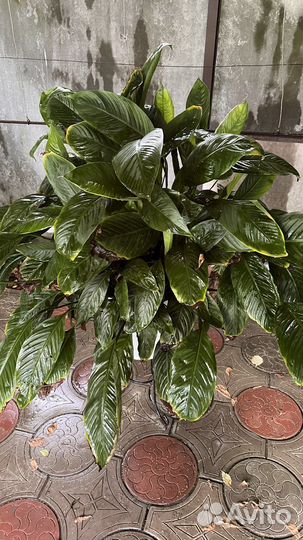 Комнатные цветы