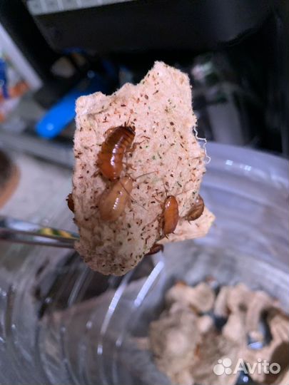 Туркменские тараканы