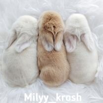 Декоративные кролики Mini Lop, Брянск