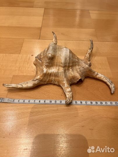 Морская ракушка