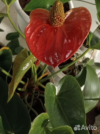 Антуриум Сиерра Меджик