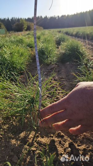 Сеянцы ели окс от производителя