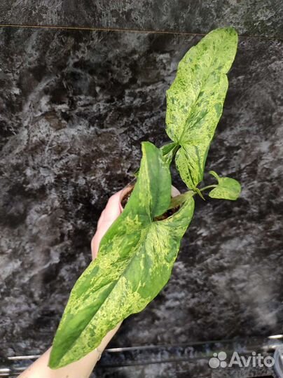 Кодениум, Сингониум