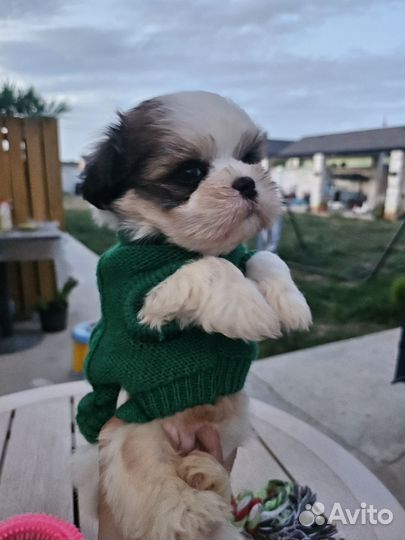 Русская болонка