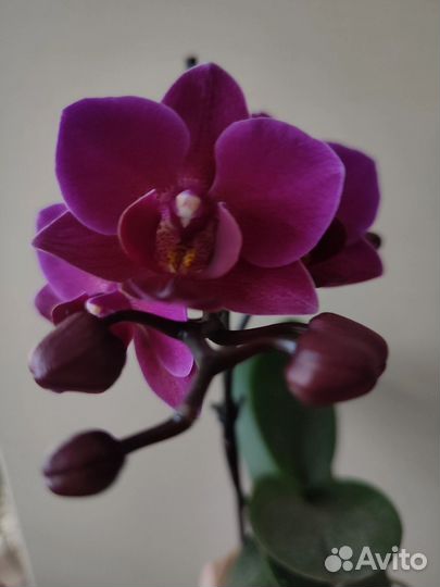 Орхидея фаленопсис Brazilian Fever