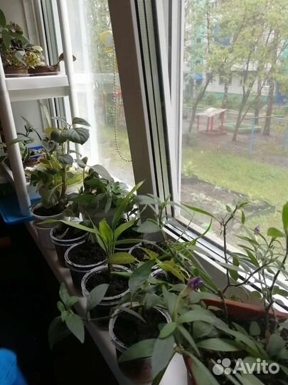 Комнатные растения