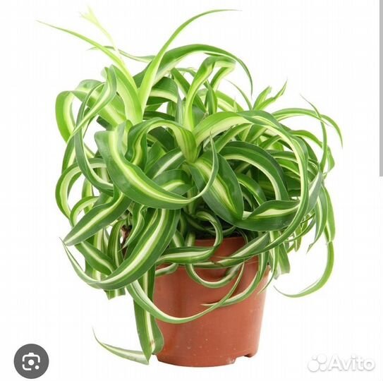 Сигнониум, Хлорофитум, Хедера плющ, алое