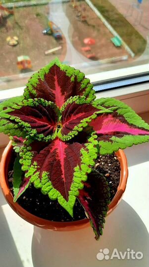 Колеусы Аватар, Мозвйка и др