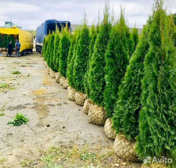 Туя в ассортименте: Смарагд, Брабант, Колумна