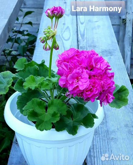 Пеларгонии махровые