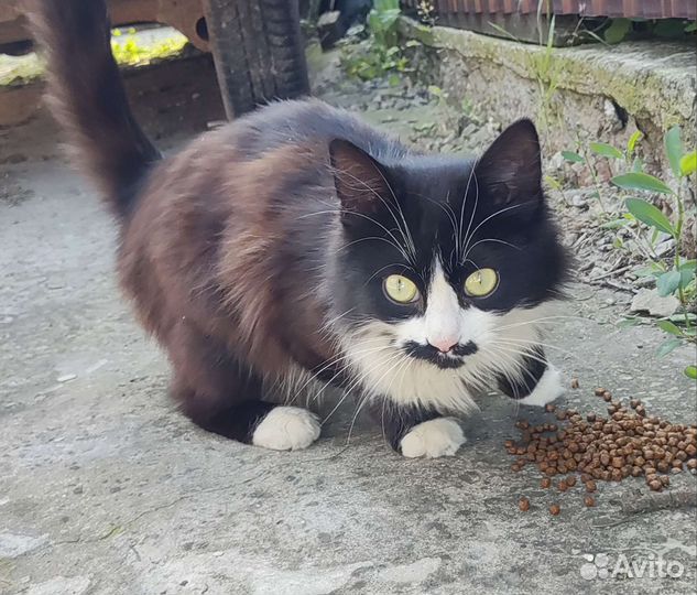 Молодая красавица в добрые руки