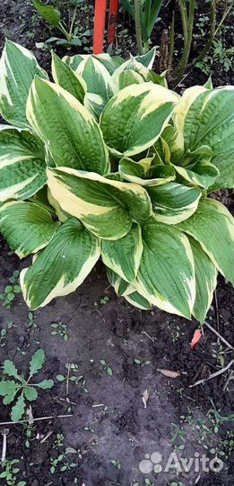 Многолетние садовые цветы