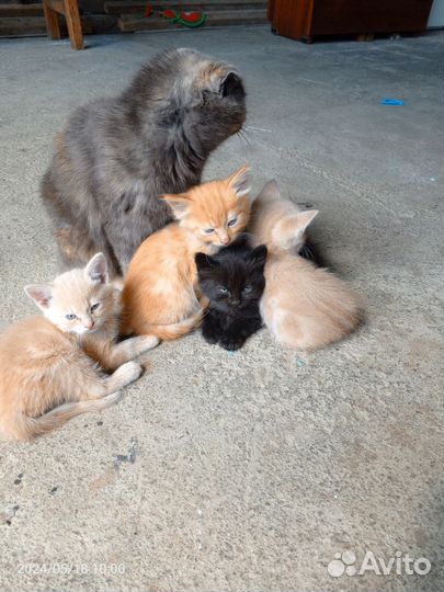 Котята бесплатно