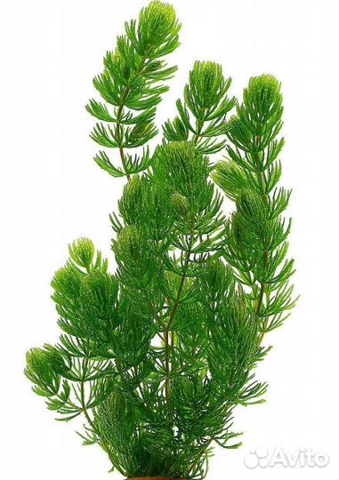 Аквариумные растения. Элодея, роголистник и тд