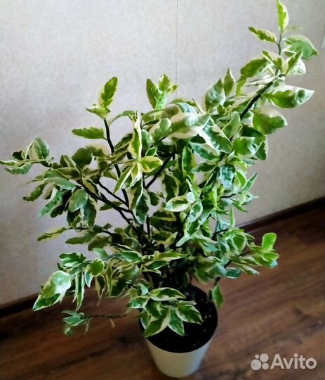 Педилантус