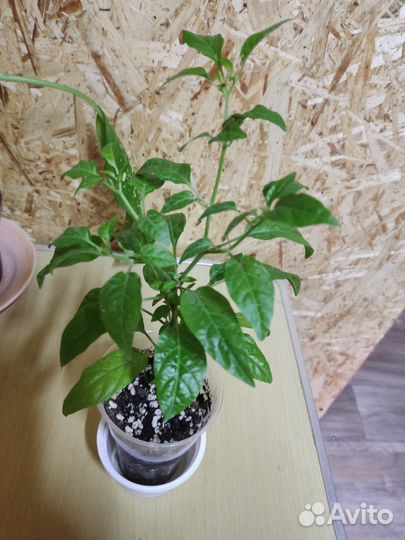 Декоративный перчик